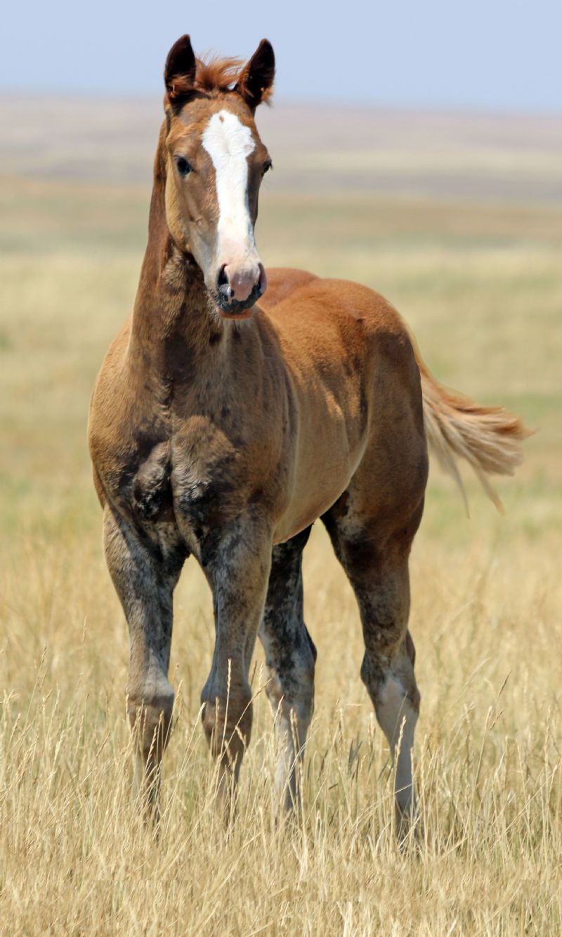 037 - Firewater Roxanna colt
